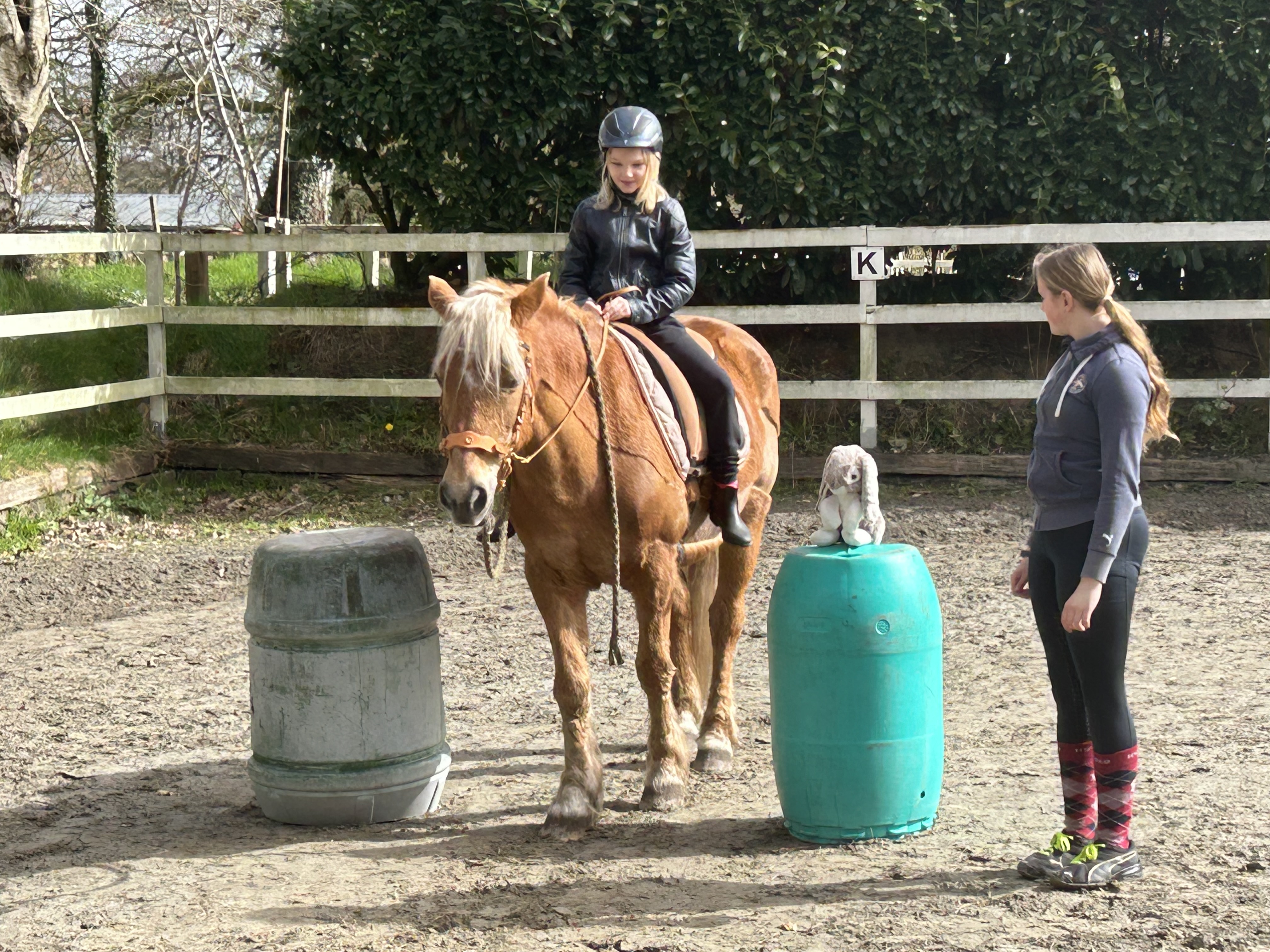 Pferde als Partner in der pferdegestützten Arbeit