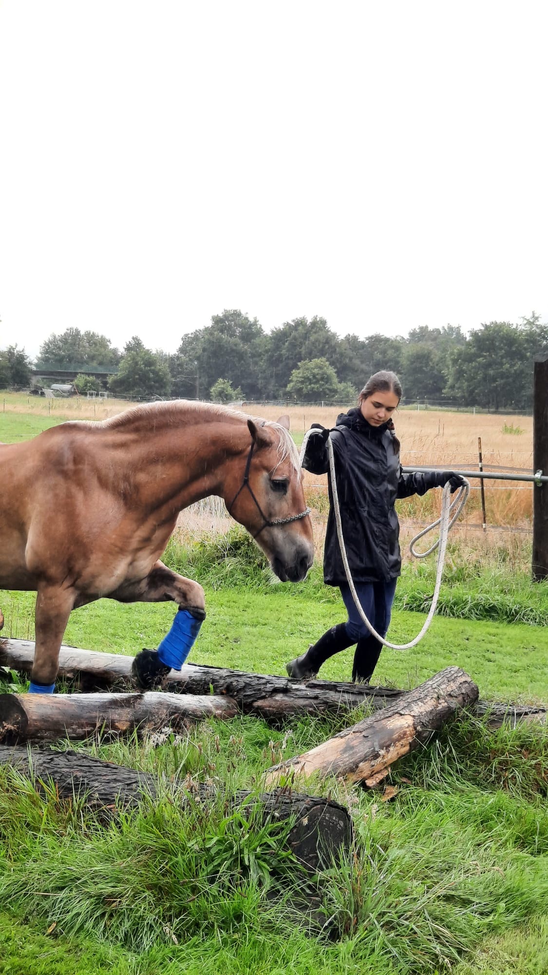 Die Ausbildung von Pferden für die pferdegestützte Arbeit